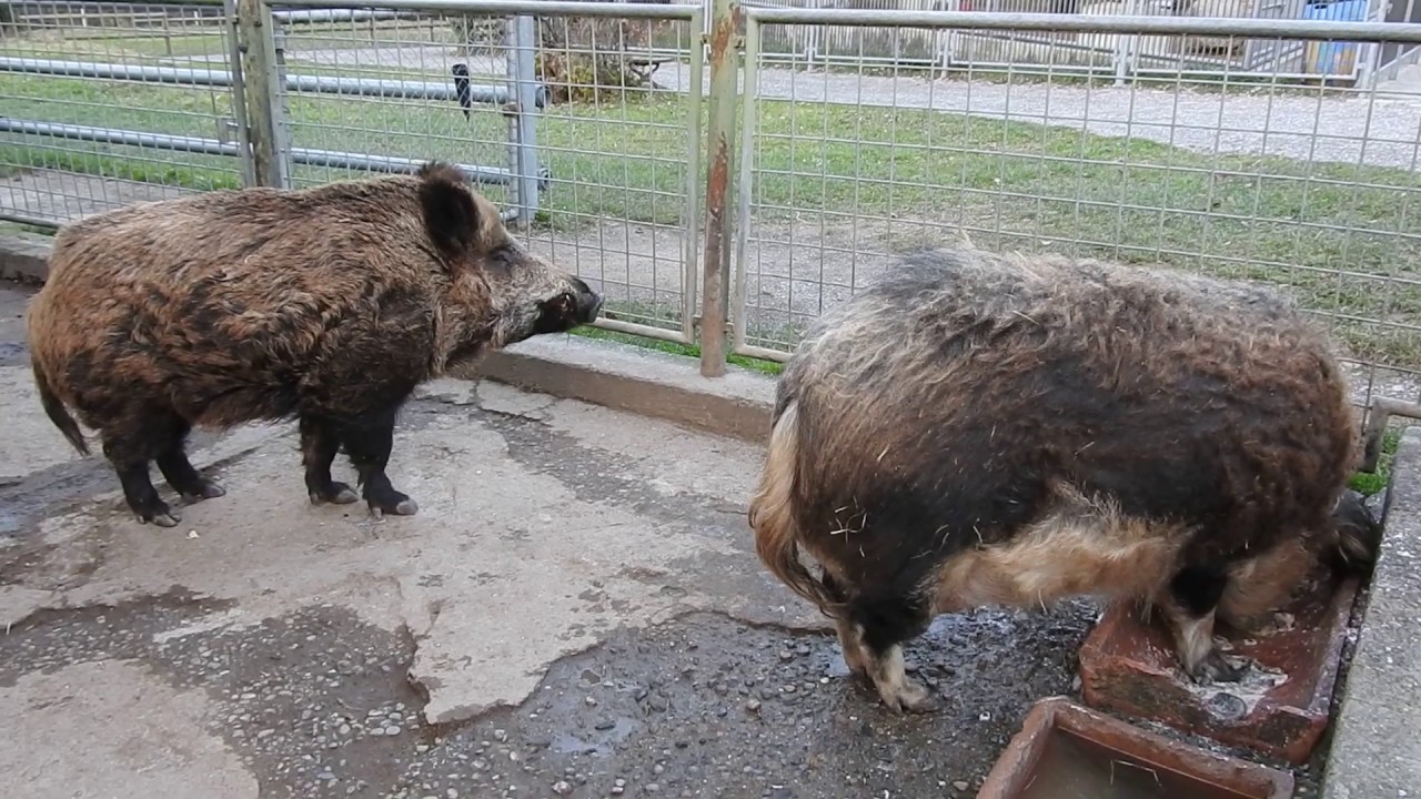 イノシシとウーリーピッグ Wild boar & Woolly Pig 2016 1203 - YouTube