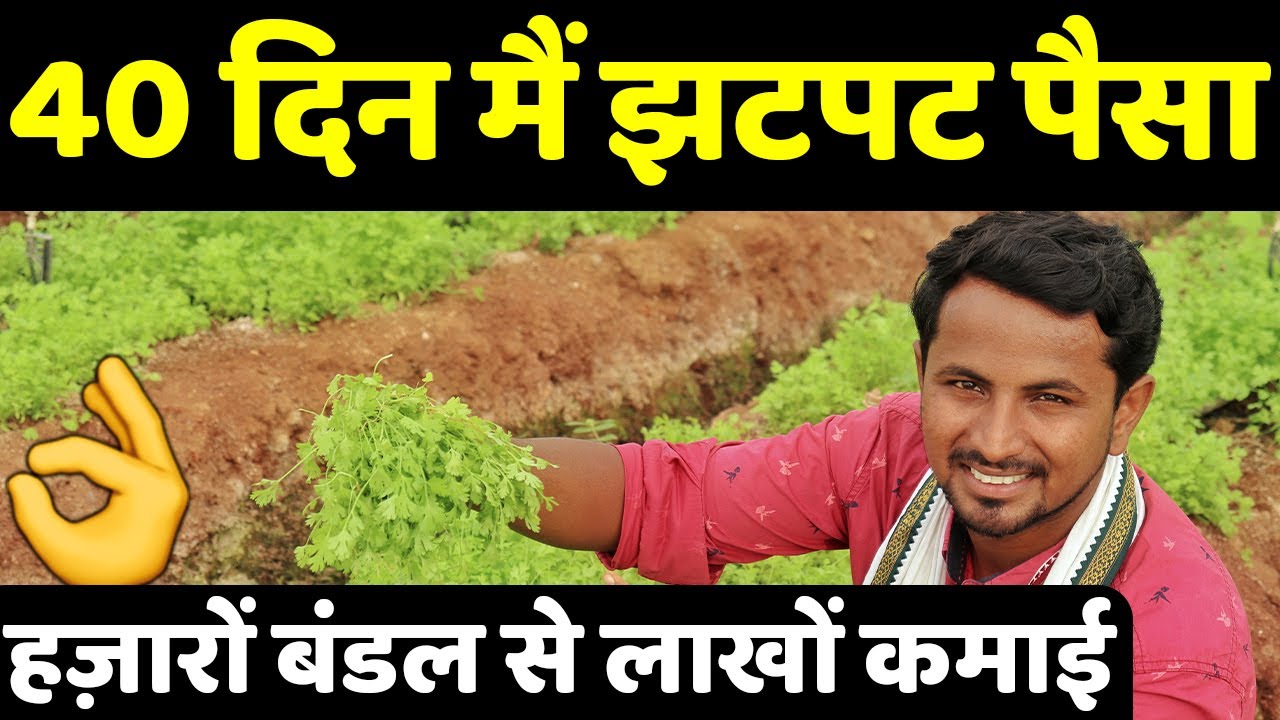 सालभर तगड़ा पैसा देगी मालामाल धनिया खेती Commercial Coriander Farming
