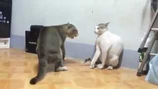Mortal Kombat Cats | Коты дерутся Mortal Kombat Cats | Коты дерутся