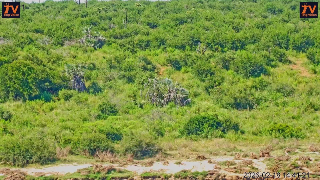 Buckler’s Africa Lodge: Live Stream from Iconic Property Overlooking the Crocodile River