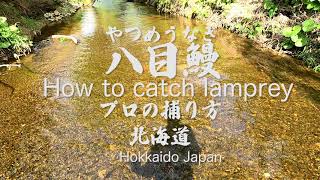 八目鰻 プロの捕り方 How To Catch Lamprey Hokkaido Japan 北海道 Youtube