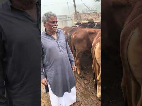Latest update bachra farming  #reelschallenge #trendingreelsvideo #shorts