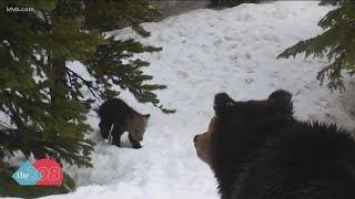 Watch Camera Captures Idaho Grizzly Bear And Her Cubs Emerging From Den