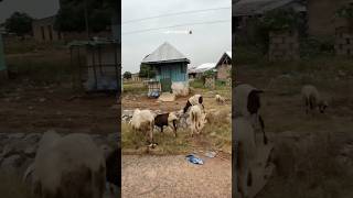 Tell Me Your Country Without Saying The Country