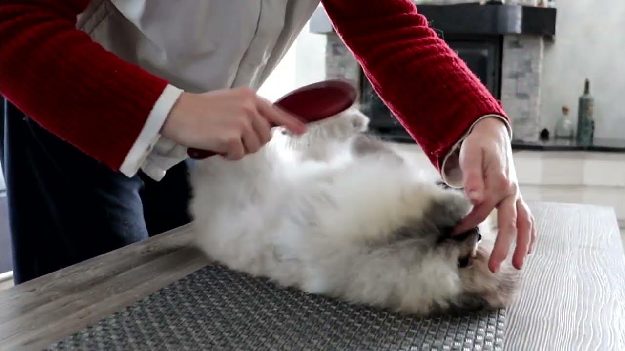 Pomeranian puppy and brush YouTube