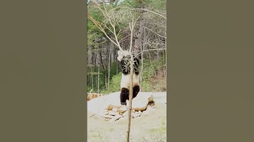 Cute alert! Tree-climbing panda