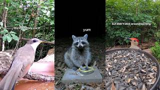 My Best Wildlife Shorts From Spring & Summer 2026 - TheBirdsIView