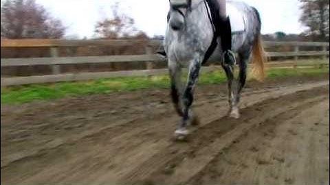 The Canter - 40 Fundamentals of English Riding