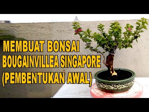 Membuat Bonsai Bougainvillea Singapore Pembentukan Awal 