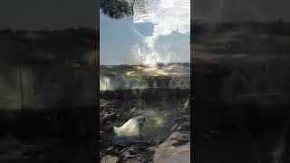 Polar bear being super cute #polarbear #animals #animalshorts