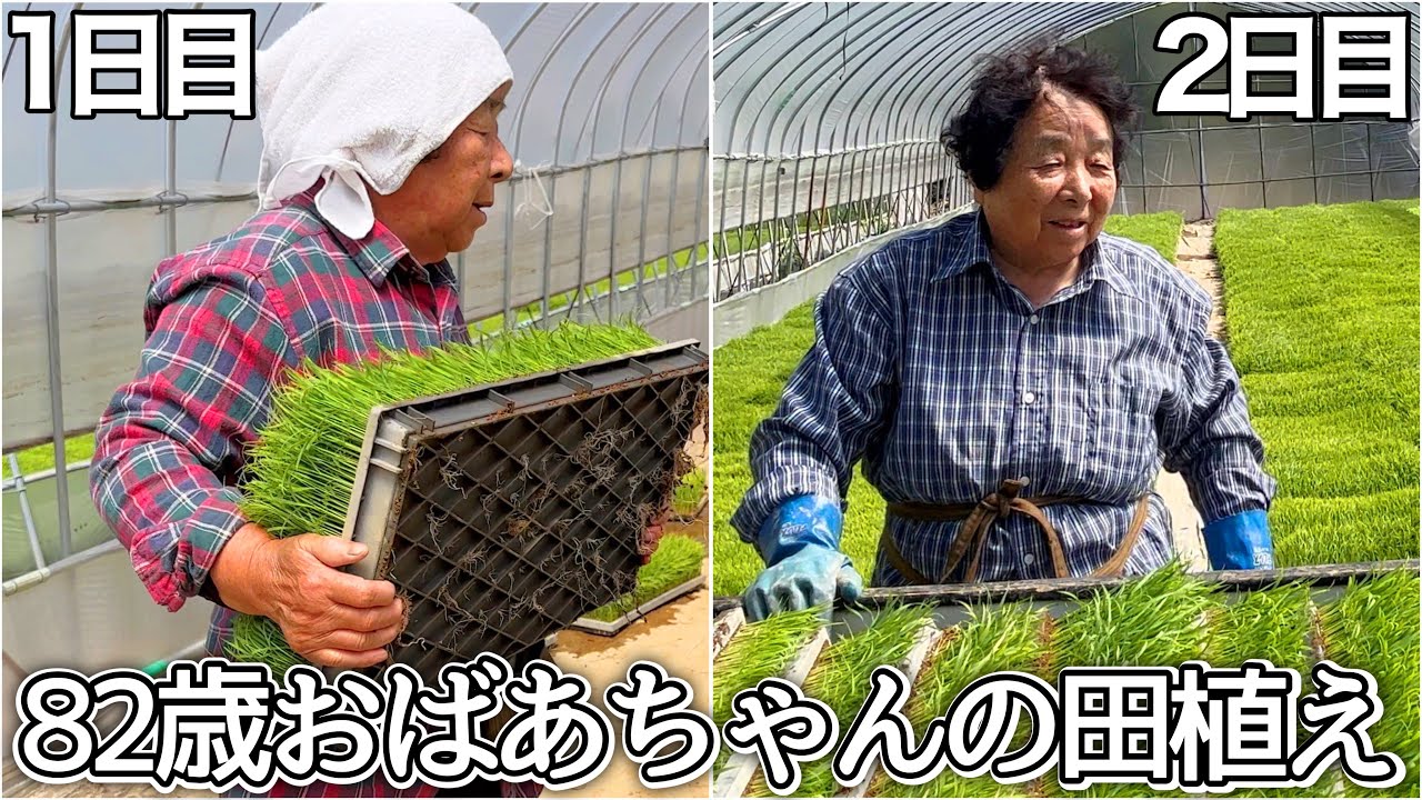 【密着】82歳でも現役！おばあちゃんの田植え奮闘記(2日間)