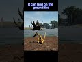 Ptera landing bug + Respawn screen bug || The isle hordtest