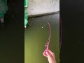 small fishing tackle #fishing #short