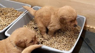 I Taught My Golden Retriever Puppies How To Use the Litter Box