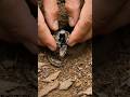 Blind Snake POV Inside Underground World Real Hidden Tunnel Life#BlindSnake #UndergroundLife
