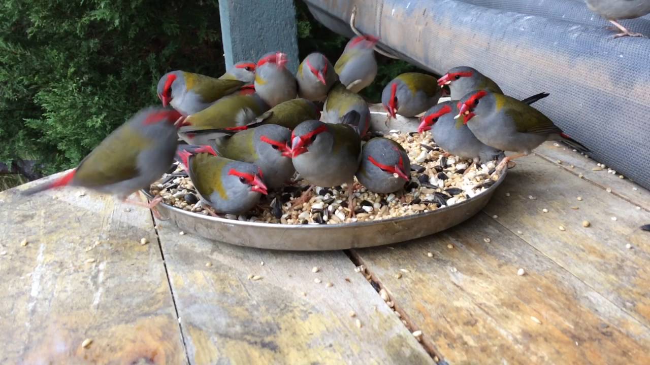baby birds are called Found a whole group of red browed finch. RARE ENCOUNTER!