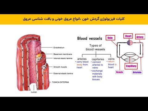 تصویری: چگونه اختلال عملکرد اندوتلیال باعث افزایش فشار خون می شود؟