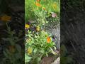 Phoolon Ko Bhi Chahiye Pyaar #garden #flowers #gardening #nature #plants #gardenflowers