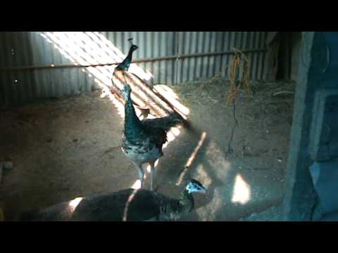 วีดีโอ: นกยูงอินเดีย: คำอธิบาย ที่มันอาศัยอยู่ กินอะไร สืบพันธุ์