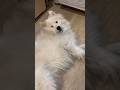 Мистер Ю Ю спит #dogs #dogshorts #собака #юмор #топ