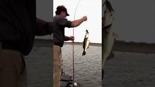 Cover More Water With Swim Jigs #shorts