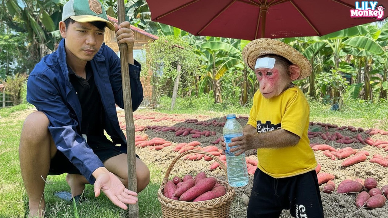Lily wants to follow dad to the garden and help him | Lily's story