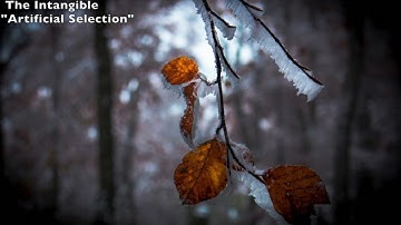 The Intangible-"Artificial Selection"