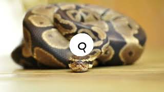 (Python Regius)  Ball Python also know as Royal Python#ballpython #royalpython #notfluffycom