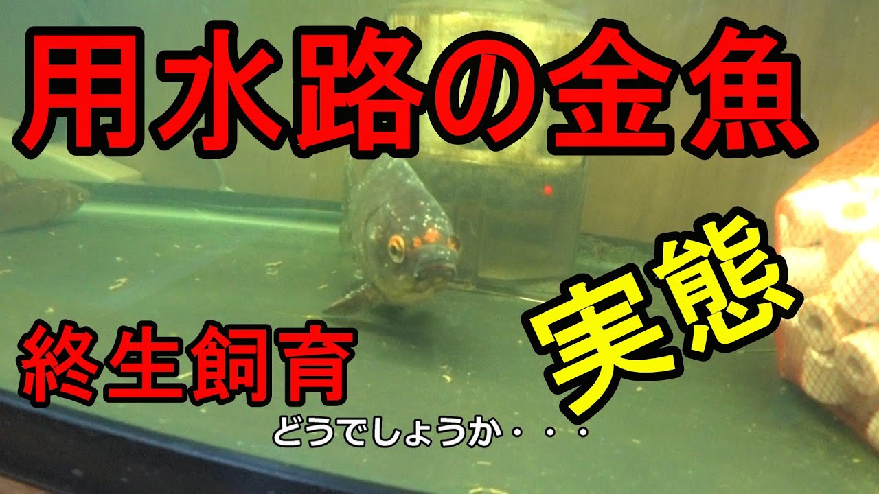 大和郡山の用水路の金魚の実態 白点病 尾ぐされ病 終生飼育はできるのか Youtube 大和郡山の用水路の金魚の実態 白点病 尾ぐされ病 終生飼育はできるのか Youtube