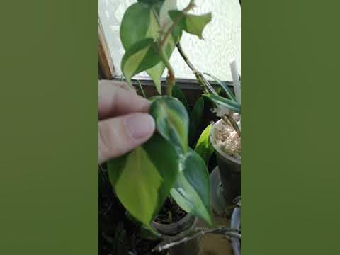 Филодендрон Медиопикта Триколор (Philodendron scandens ...
