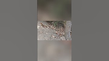 Câu rắn mối,đơn giản mà hiệu quả.#cauranmoi #2024 #miagiatv #shorts