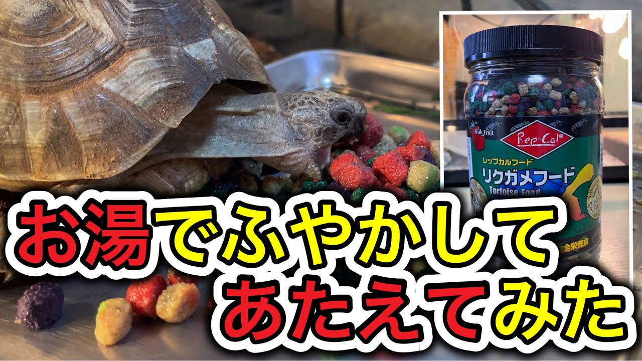 Greek Tortoise] Day 67: Trying to soften food with hot water - YouTube