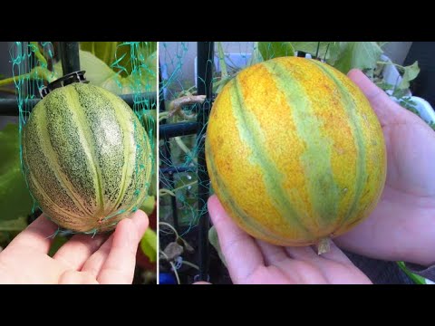 Vidéo: Soin du melon en pot - Comment faire pousser des cantaloups dans des conteneurs