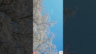 Tere Pyaar Mein - Tu Jhooti Main Makkar