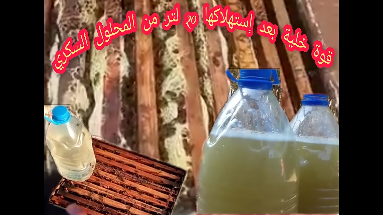 فحص صندوق نحل بعد استهلاك_ 20 لتر من المحلول السكري _وهل هيا على استعداد لوضع العاسلة