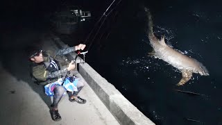 超巨大100kg級のサメと大激闘！【西表島遠征 #6】