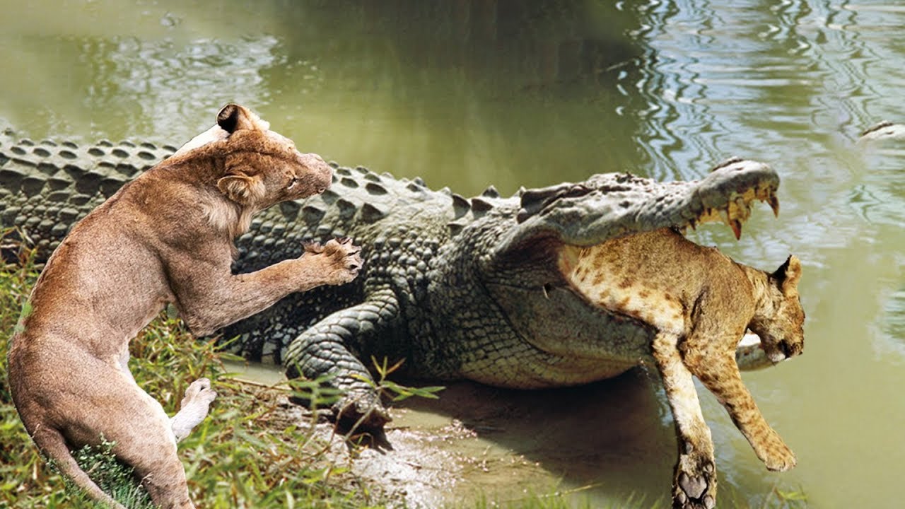 Схватка крокодилов. Гребнистый крокодил против тигра. Лев против крокодила схватка. Гребнистый крокодил против бегемота.