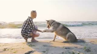 Petfinder Commercial