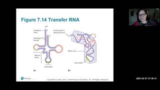 Ch 7 Part 4 Microbial Genetics