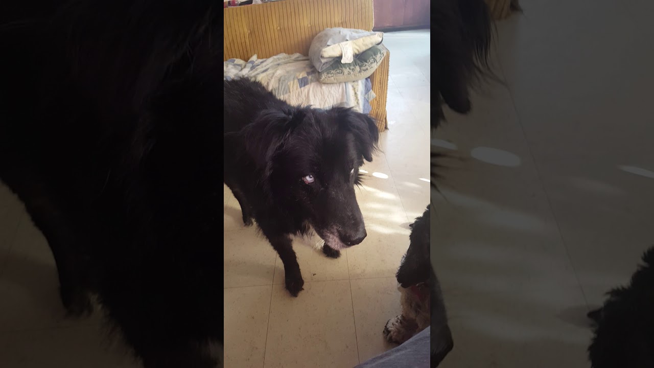 Sharing a snack with my senior fur babies