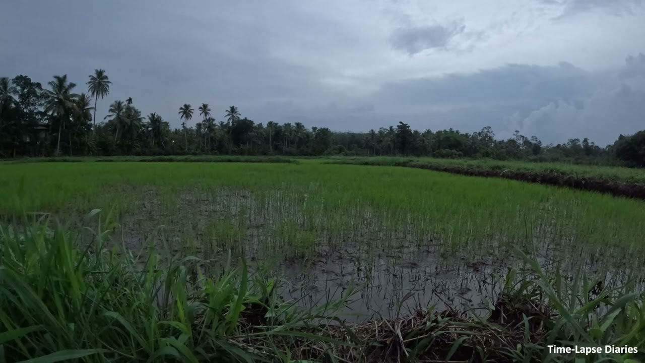 Paddy Field Time-Lapse | Paddy Field Video | Rice Field Evening View