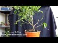 Poda de un Cítrico. Bonsai frutal.
