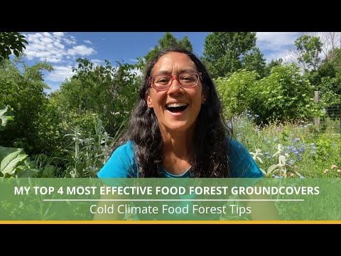 فيديو: المنطقة 9 Evergreen Groundcovers - زراعة أغطية أرضية دائمة الخضرة في حدائق المنطقة 9
