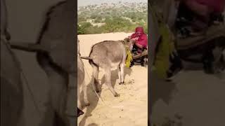 #donkey #shortvideo