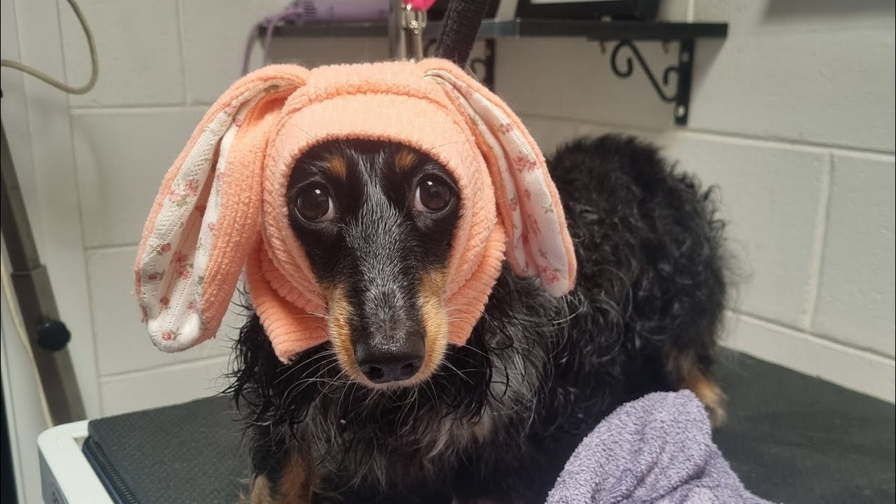 Pearl, Long haired Dachshund Bath❤️#ilovemarshmallowpaws#doggrooming#longhaireddachshundbath#Pearl