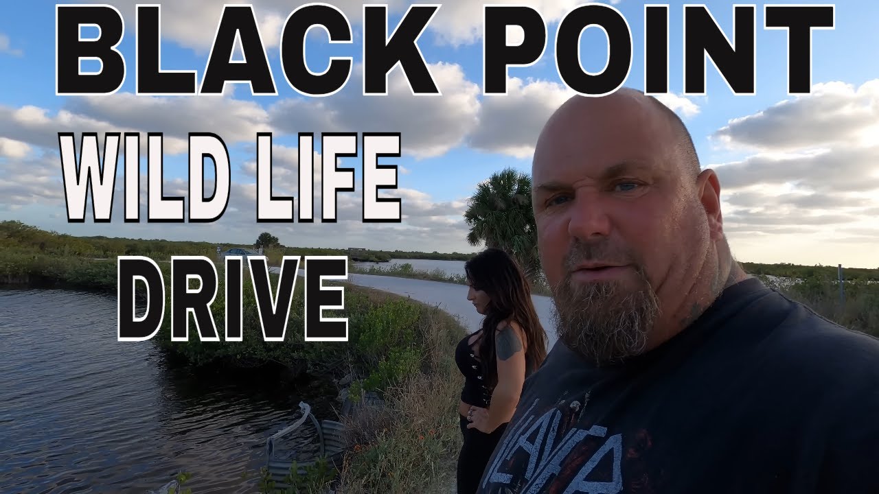 This Drive down BLACK POINT was EPIC. Gators, Pigs and more incredible wildlife encounters.
