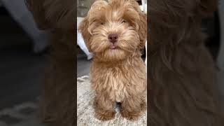 Hello, Im Winnieim An Apricot Schnoodle