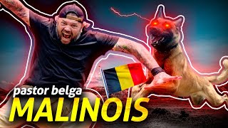 PASTOR MALINOIS, SE CORRER O BICHO PEGA | RICHARD RASMUSSEN