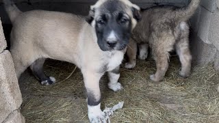 Fena Yağişlar Devam Edi̇yor. Berazi İçeri̇ Almayi Başardim. Yavrular Hari̇ka