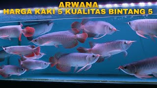 Review Harga Arwana harga kaki lima kualitas Arwana bintang lima